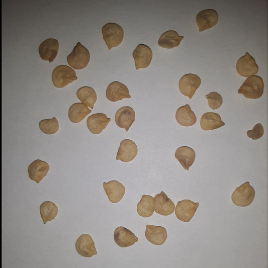 Hatch Valley Grown Jalapeno Hot Pepper Seeds