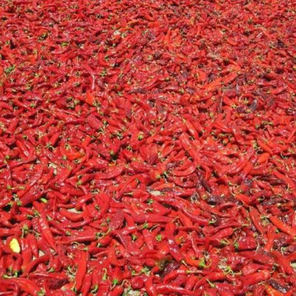 Hatch Cert. Sandia Chile Hot Pepper Seeds