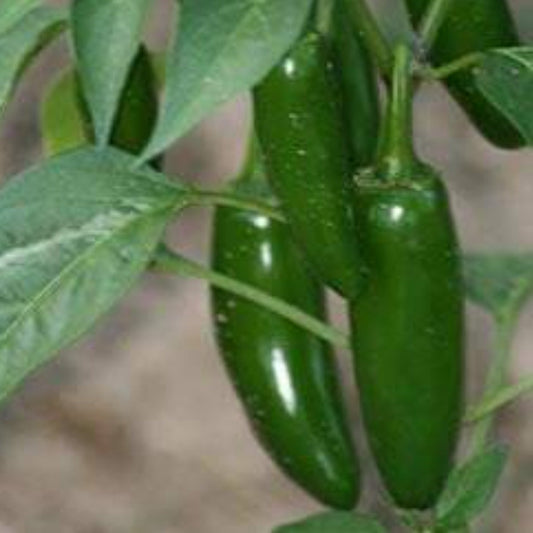 Hatch Valley Grown Jalapeno Hot Pepper Seeds