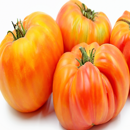 Hillbilly West Virginia Heirloom Tomato Seeds