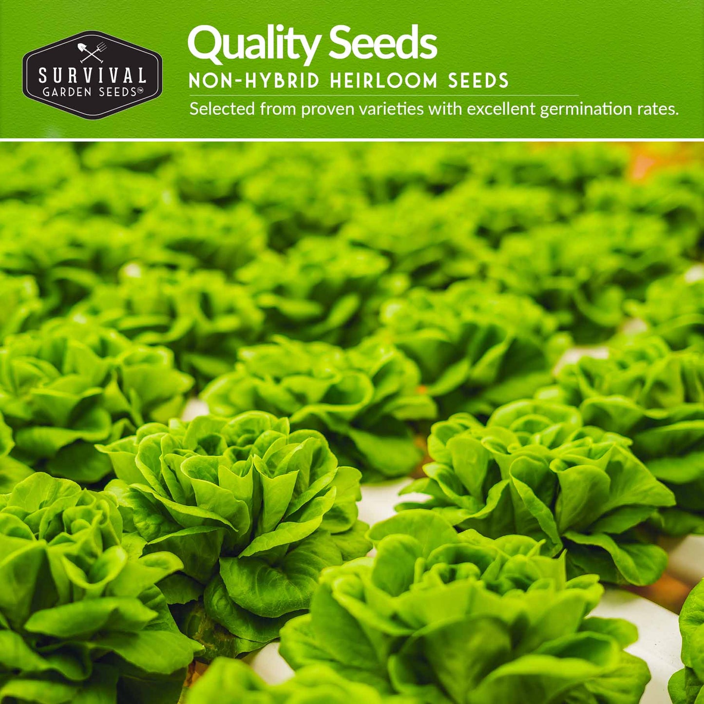 Hydroponic Vegetable Seed Collection