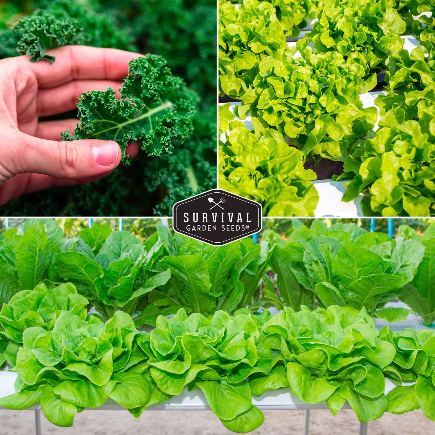 Hydroponic Vegetable Seed Collection
