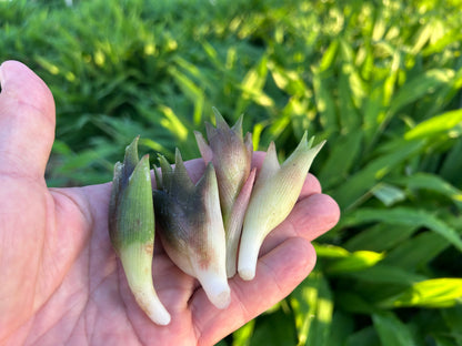 MYOGA Ginger | Suzuki Farm | 1 pack