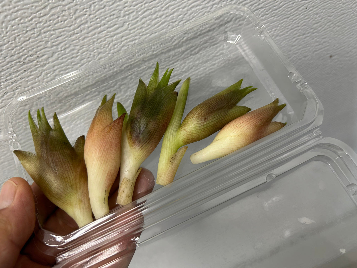 MYOGA Ginger | Suzuki Farm | 1 pack