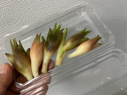 MYOGA Ginger | Suzuki Farm | 1 pack