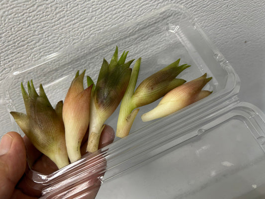 MYOGA Ginger | Suzuki Farm | 1 pack