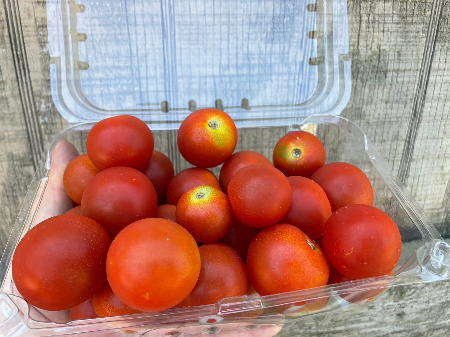 Cherry Tomato (L) | Suzuki Farm | 1.5 lb