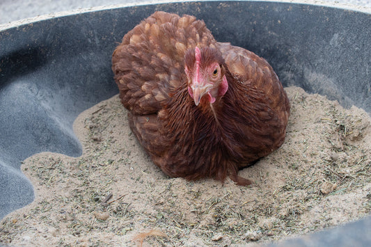 Bathing Dust With Herbs To Prevent & Repel Mites