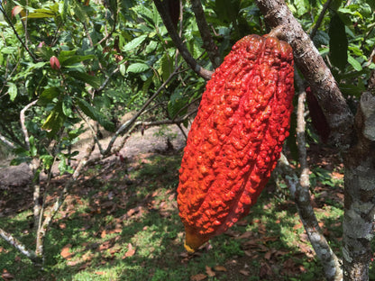 Limited Release, Cacao Fruit White Chocolate