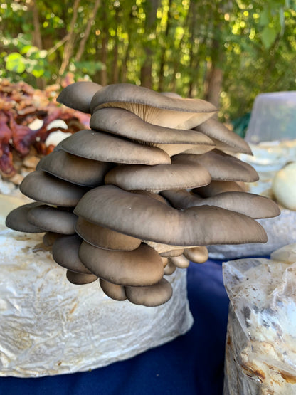 Oyster Mushroom Sawdust Spawn  - (Pleurotus spp.) - 5lb