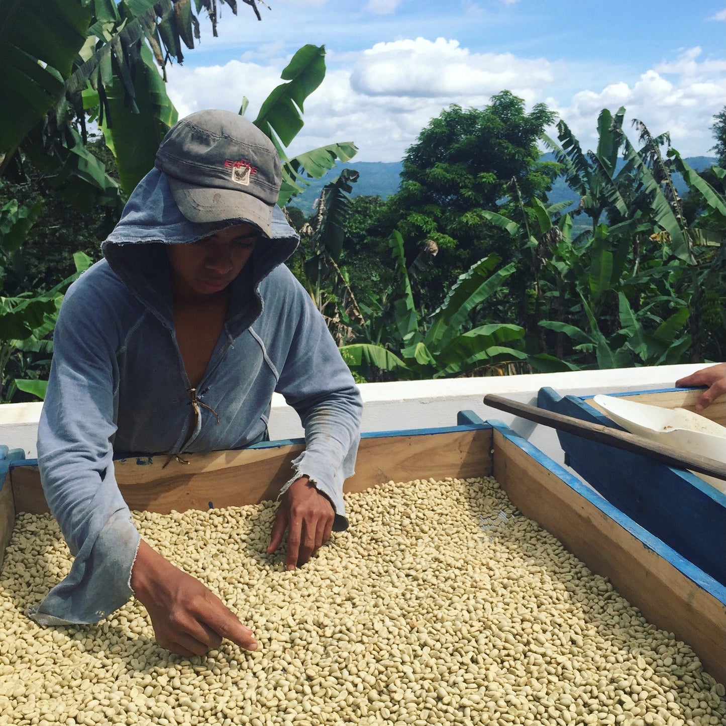 Nicaragua - Finca Idealista Rainforest Microlot