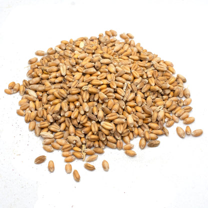Premium Wheat Seeds for Sprouting Fodder (Wheat Grass) -- Grown In Missouri To Encourage Positive Behaviors