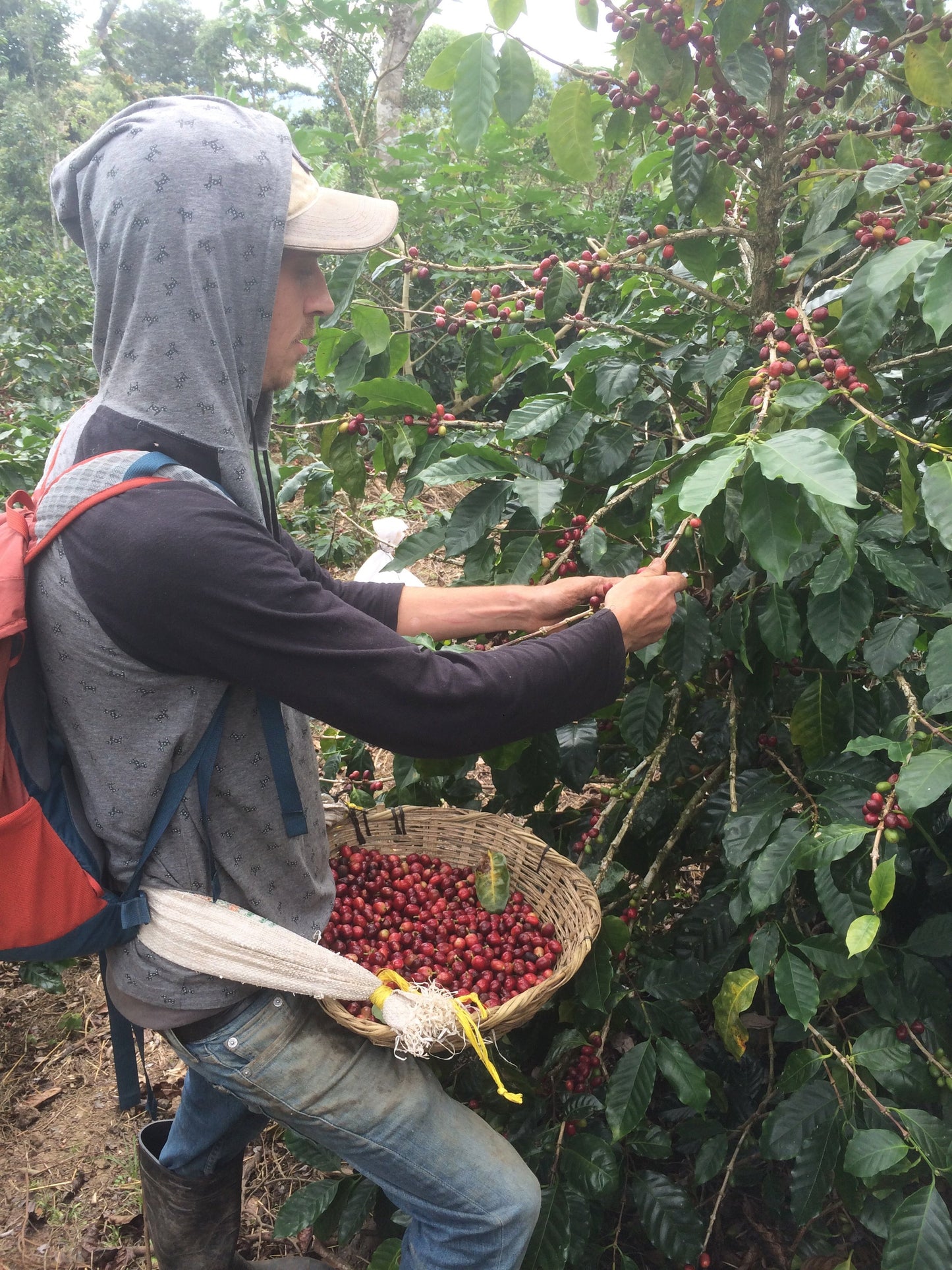 Nicaragua - Finca Idealista Rainforest Microlot