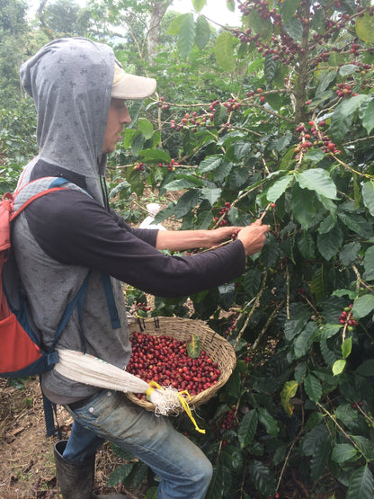 Nicaragua - Finca Idealista Rainforest Microlot