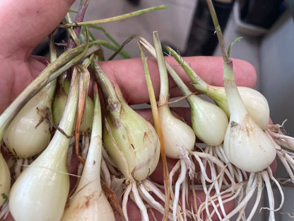 RAKKYO, Scallion for pickles  | Suzuki Farm | 1 bunch