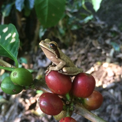 Nicaragua - Finca Idealista Rainforest Microlot