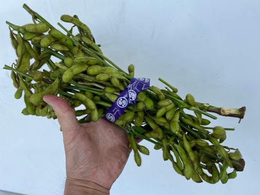 EDAMAME on branch (Young Soybeans) | Suzuki Farm | 1 bunch