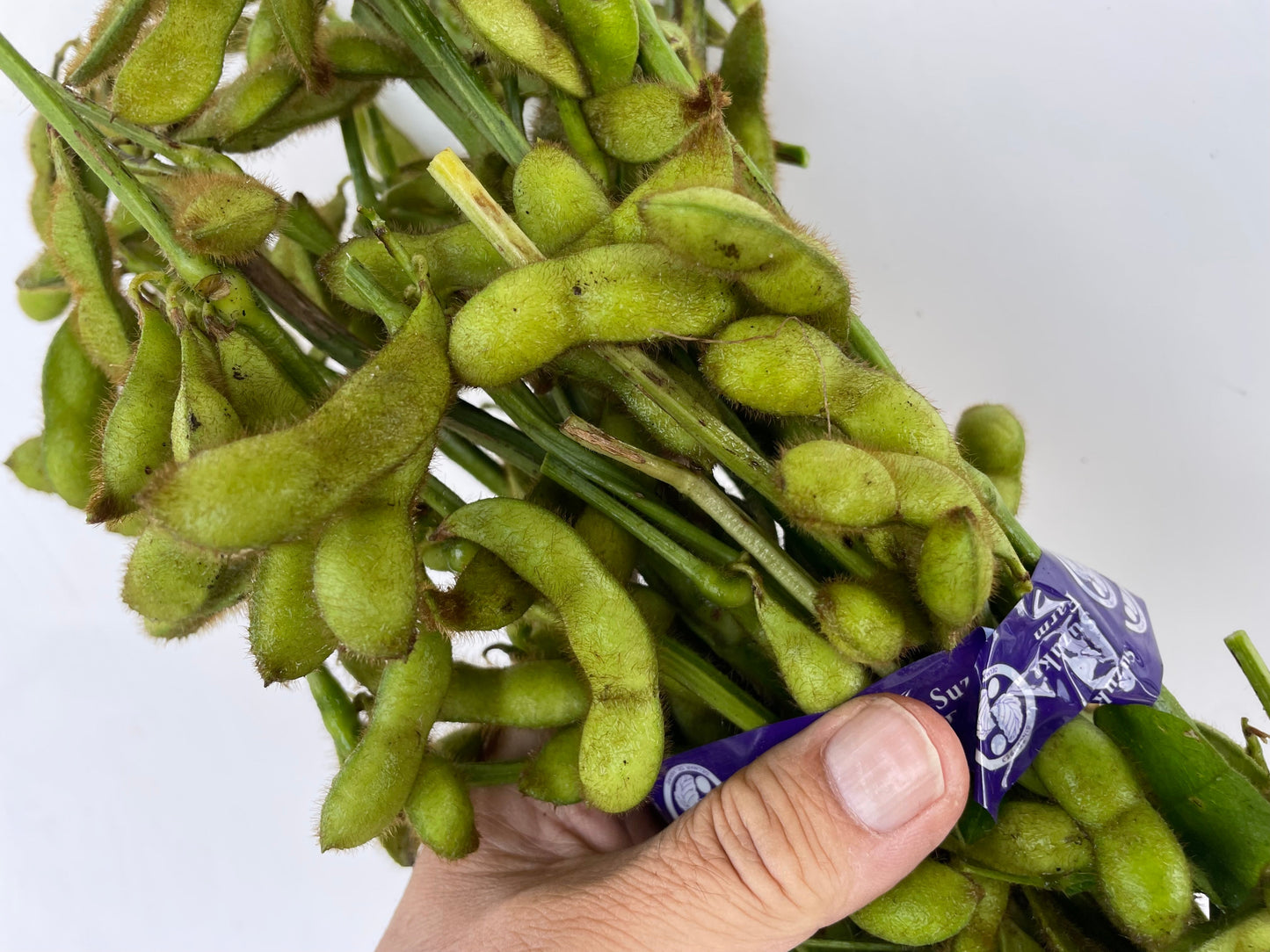 EDAMAME on branch (Young Soybeans) | Suzuki Farm | 1 bunch