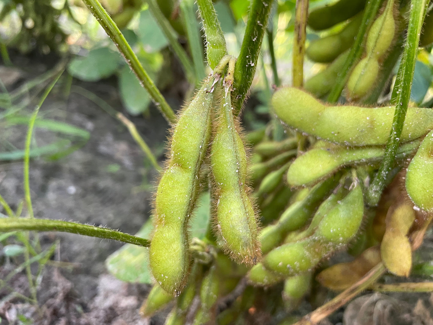 EDAMAME on branch (Young Soybeans) | Suzuki Farm | 1 bunch