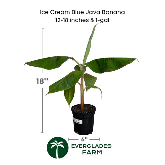 Ice Cream Blue Java Banana Plant, Fruit Trees from Everglades Farm