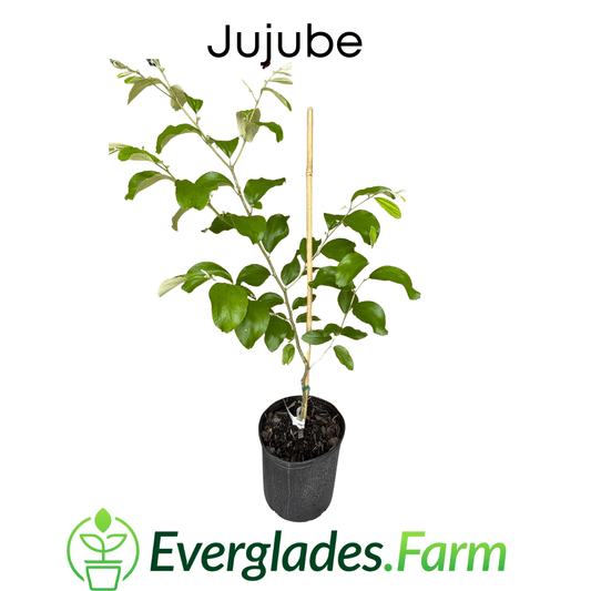 Jujube Tree Grafted by Everglades Farm