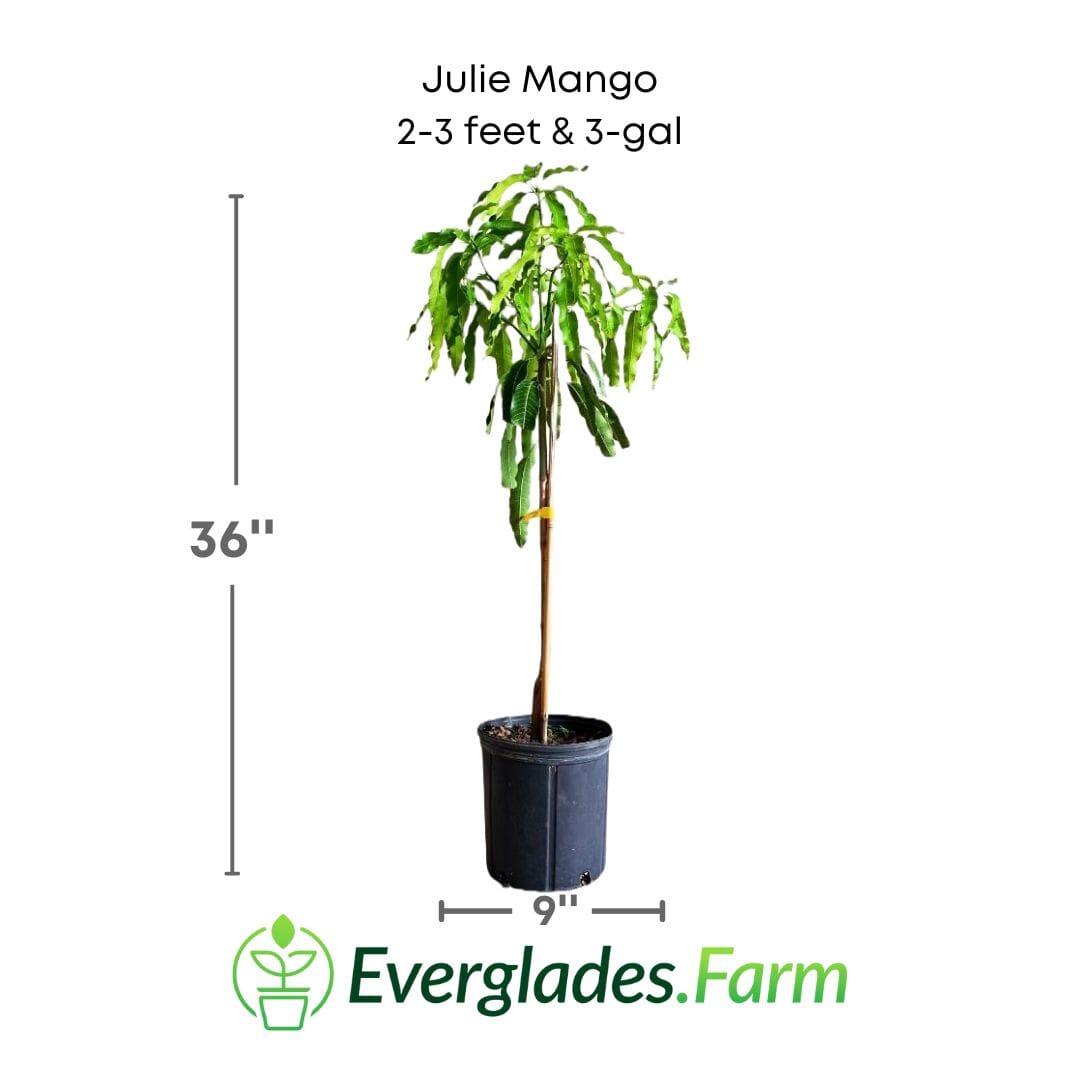 Julie Mango tree Dwarf Grafted, Fruit Trees from Everglades Farm