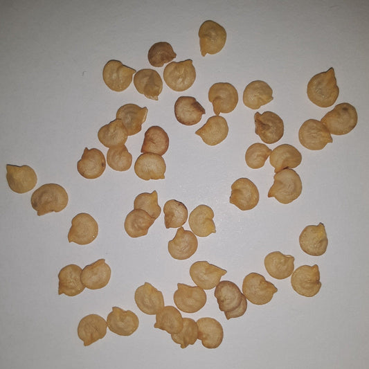 Tricked You Hybrid Sweet Jalapeno Pepper Seeds