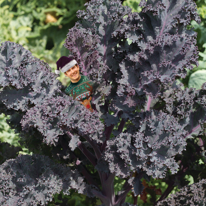 Scarlet Kale