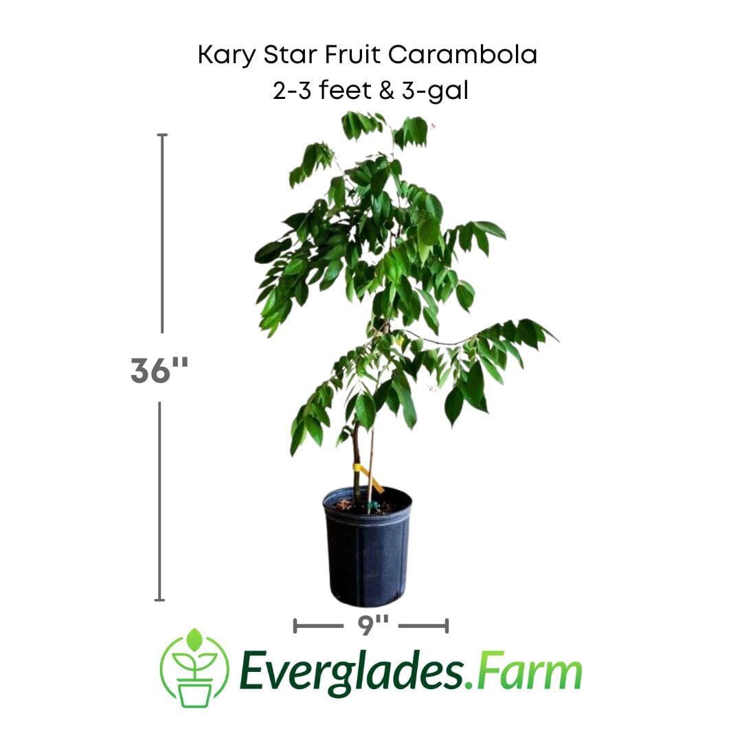 Kary Star Fruit Carambola Fruit Tree, Grafted from Everglades Farm
