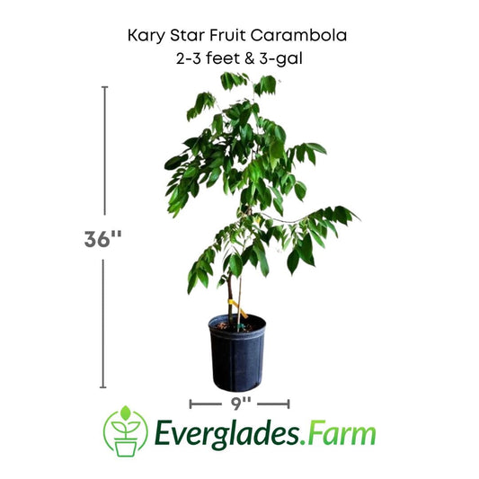Kary Star Fruit Carambola Fruit Tree, Grafted from Everglades Farm