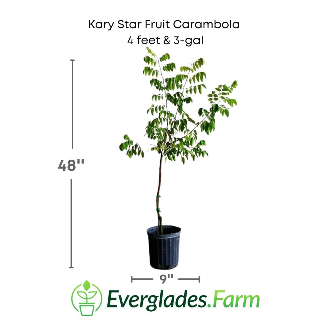 Kary Star Fruit Carambola Fruit Tree, Grafted from Everglades Farm