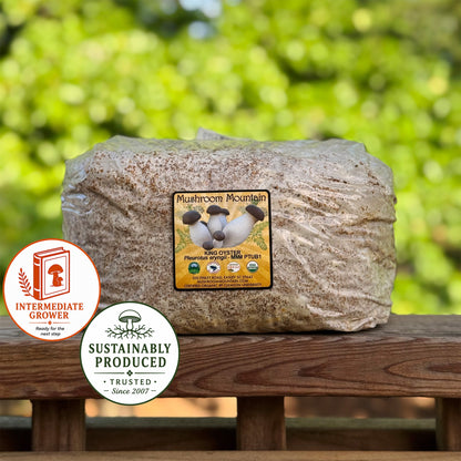 Oyster Mushroom Sawdust Spawn  - (Pleurotus spp.) - 5lb
