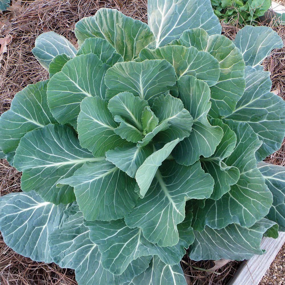 Georgia Southern Collards by MIgardener