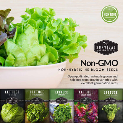 5 Lettuce Collection - Buttercrunch, Oakleaf, Lolla Rosa, Parris Island, Iceberg