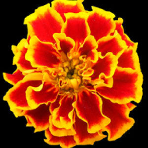 MARIGOLD Seeds, Sparky Mix