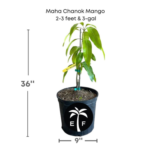 Maha Chanok Mango Tree, Grafted, Fruit Trees from Everglades Farm