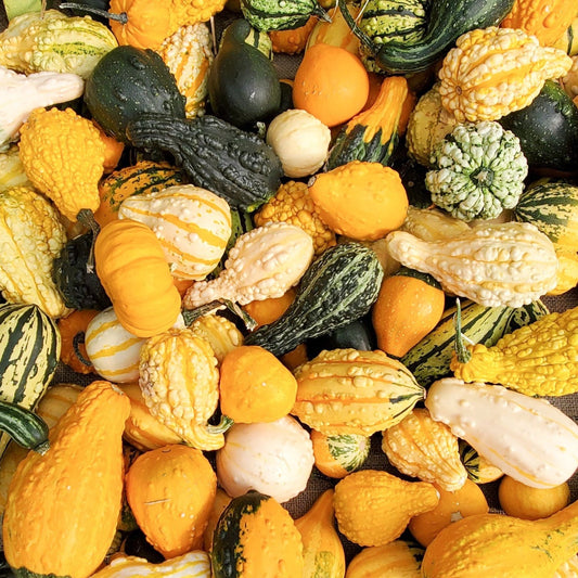 Cornucopia Gourd Mix