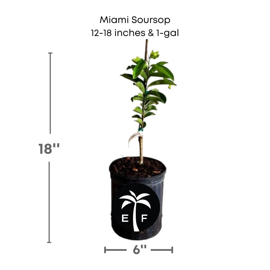 Soursop Guanabana from Seedlings Fruit Tree, Fruit Trees from Everglades Farm