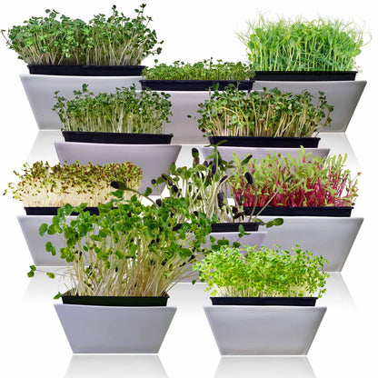 Microgreens 10 Variety Seed Kit