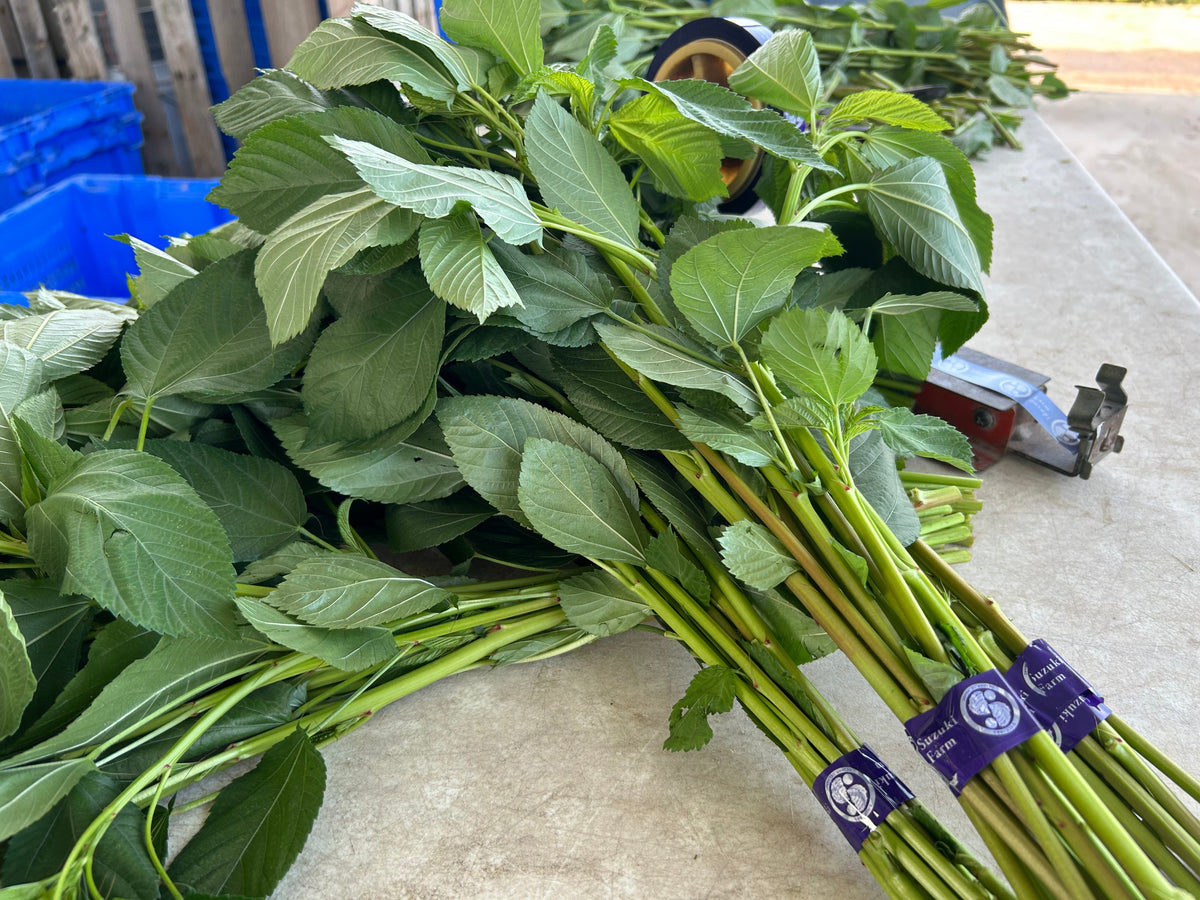 Molokhia (Mulukhiya) | Suzuki Farm | 1 bunch