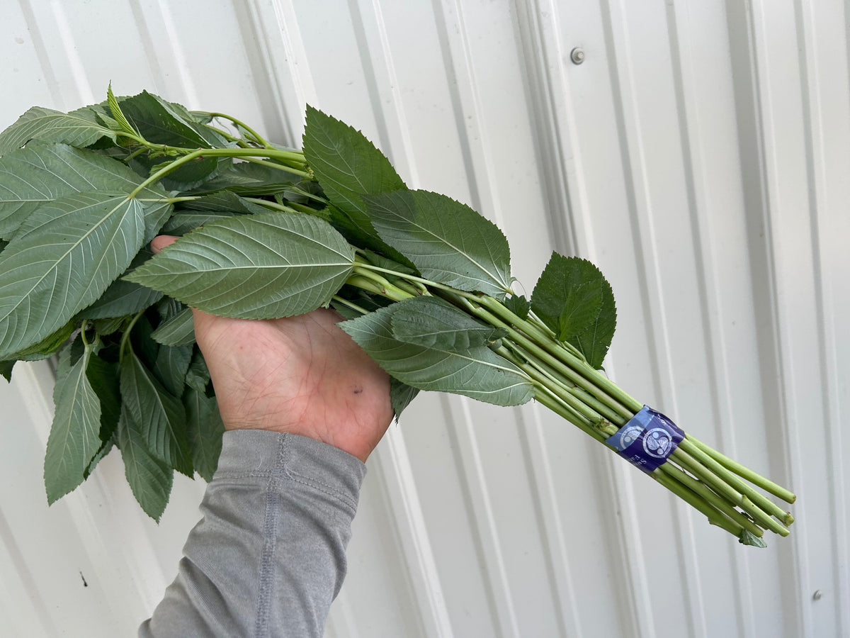 Molokhia (Mulukhiya) | Suzuki Farm | 1 bunch