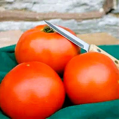 Mountain Fresh Plus Untreated Hybrid Tomato Seeds