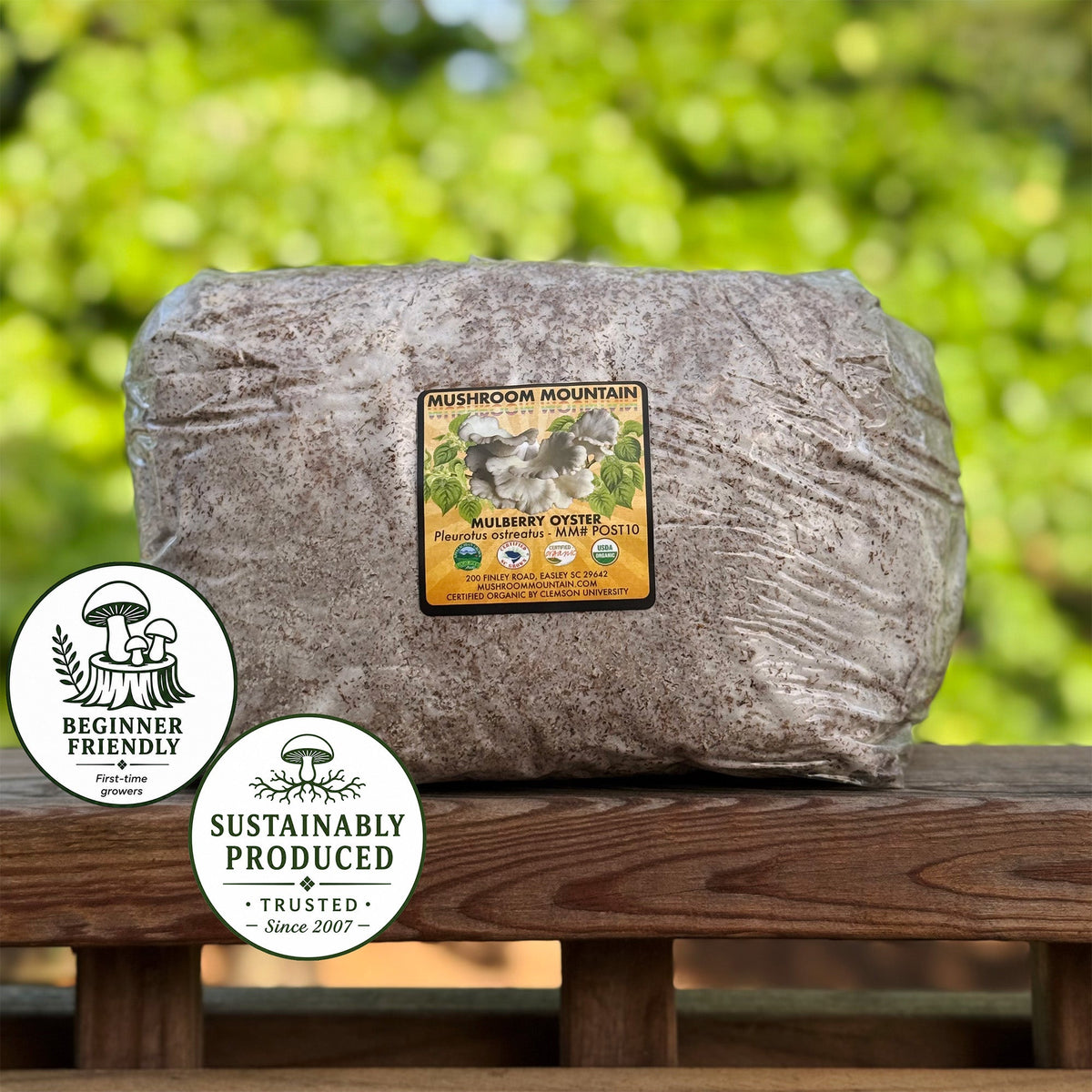 Oyster Mushroom Sawdust Spawn  - (Pleurotus spp.) - 5lb