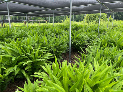 MYOGA Ginger | Suzuki Farm | 1 pack