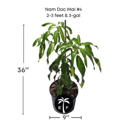Nam Doc Mai # 4 Dwarf Mango Tree, Grafted, Fruit Trees from Everglades Farm