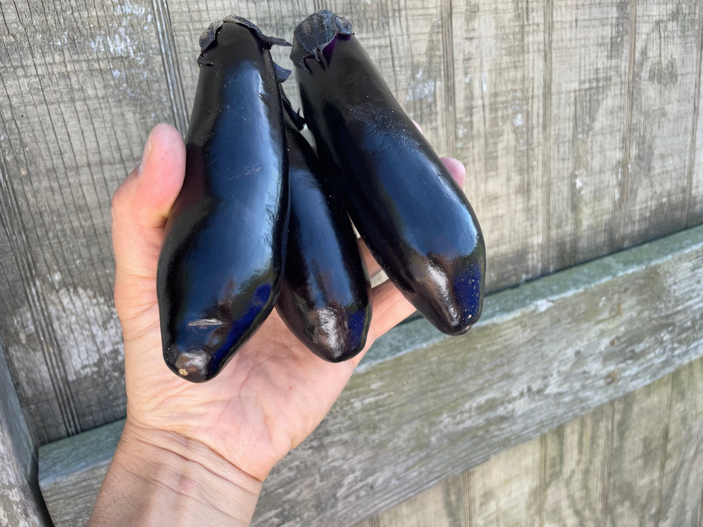 NASU Eggplant | Suzuki Farm | 3 pc "+ 2 pc EXTRA!"