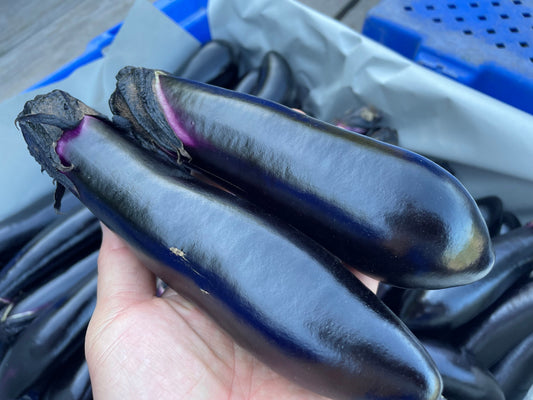 NASU Eggplant | Suzuki Farm | 3 pc "+ 2 pc EXTRA!"