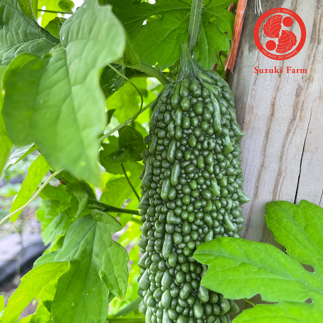 NIGAURI Bitter melon | Suzuki Farm | 2pc