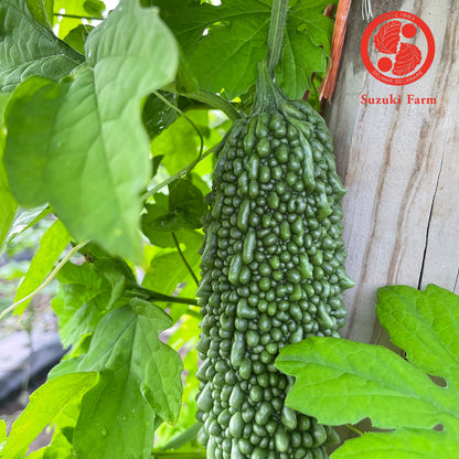 NIGAURI Bitter melon | Suzuki Farm | 2pc