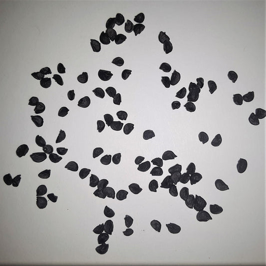 Onion Candy Seeds